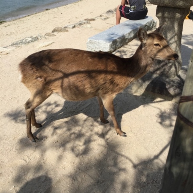 さつき！！のカバー写真