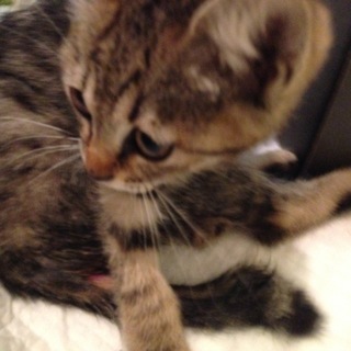 後ろ足の不自由なねこです