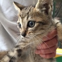 4月18日生まれの可愛いキジトラちゃん♡