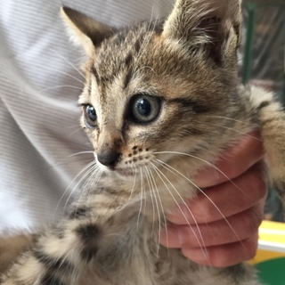 4月18日生まれの可愛いキジトラちゃん♡