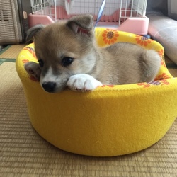 「模様が変わった」サムネイル2