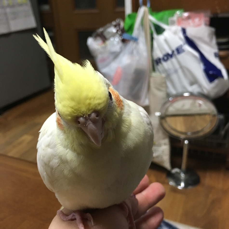 みちるのカバー写真