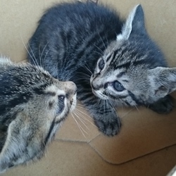 無事見つかりました、ありがとうございました。