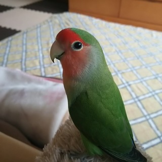 コザクラインコ ご応募ありがとうございました！