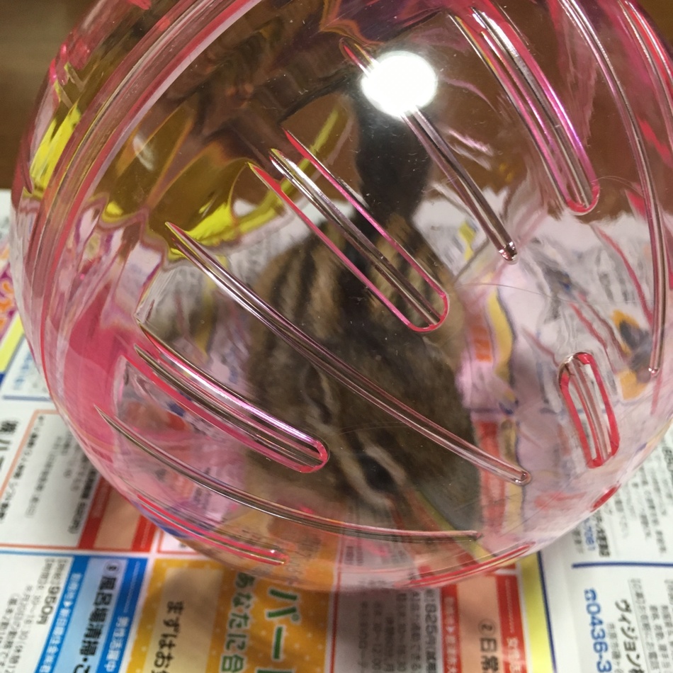 楓のカバー写真