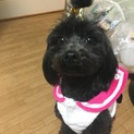 トイプードルMIXメス3才