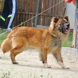 ゲン君、大変身！