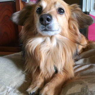 元気なおじいちゃん、ミックスの「ちくわ」です。