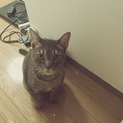 里親募集！