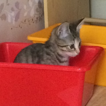 箱入り娘です。