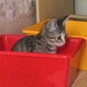 箱入り娘です。