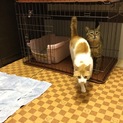 優しい里親様に出会えました❤️