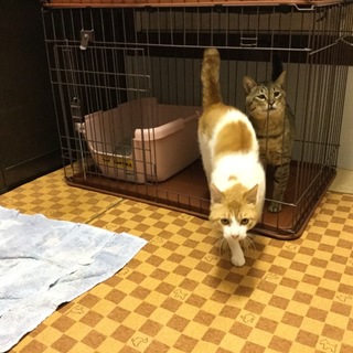 優しい里親様に出会えました❤️