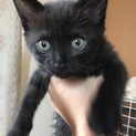 2か月位の子猫の里親さん募集しています。