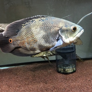 オスカー、エンドリ