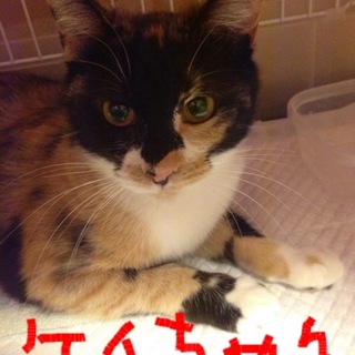 美人でおとなしい純三毛のケイちゃん＊