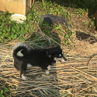 成犬二匹雑種犬の里親探してます。