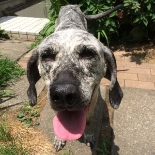 ポインター系ミックス、元気で明るい構ってちゃん♪