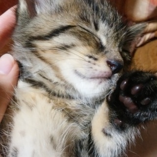 生後2ヶ月くらいの子猫の里親募集
