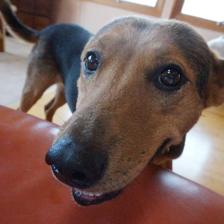 琉球犬×シェパードミックス（雑種）のいるる