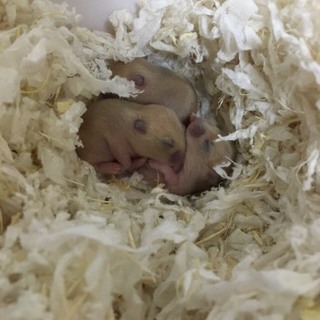 一時締め切り→プディングハムスターの赤ちゃん