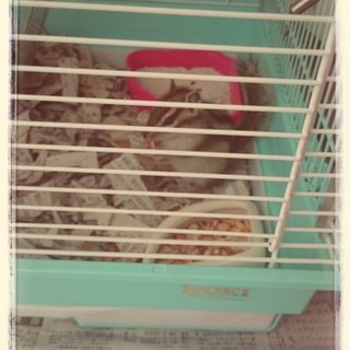 素敵な里親さんに出会えました！