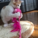 子猫