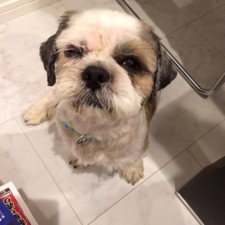 一度は保健所に連れて行かれました…。