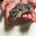 ジャンガリアンサファイアブルー  生後一ヶ月