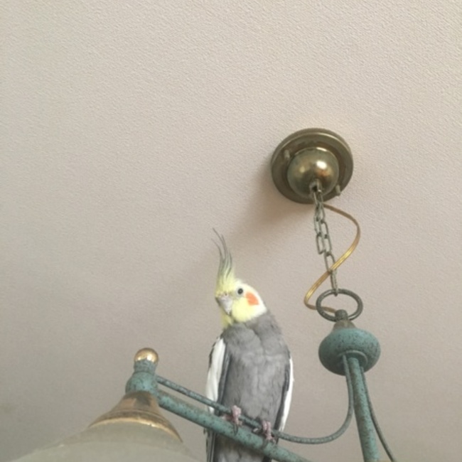 さいとうぴぴのカバー写真