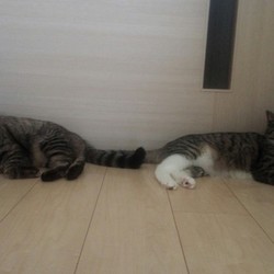 「謎の粗相（小）・・・犯ニャンは誰だ！？」サムネイル1