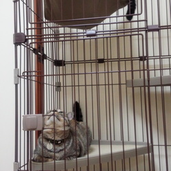 「謎の粗相（小）・・・犯ニャンは誰だ！？」サムネイル2