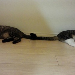 「謎の粗相（小）・・・犯ニャンは誰だ！？」サムネイル3