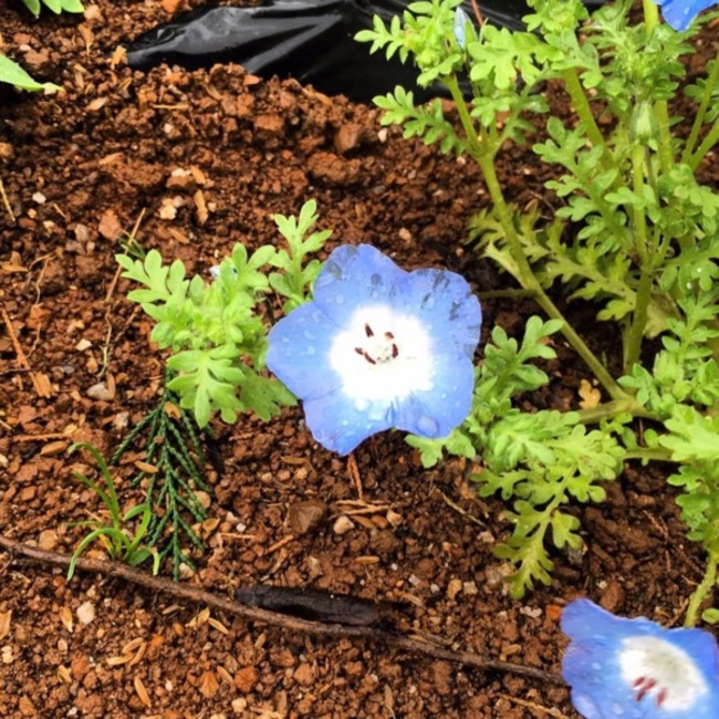 TORAMARUのカバー写真