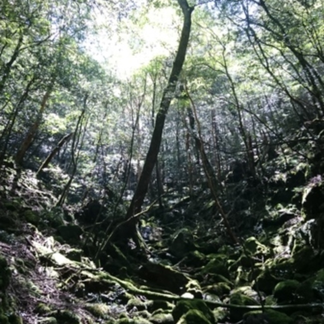 メイカナツのカバー写真