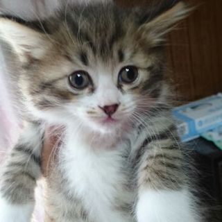 フワフワもこもこ長毛　みぃしゃ