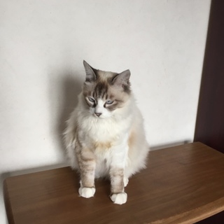 可愛い女の子の里親さんにらなりませんか？