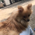 子犬のポメラニアンを生涯可愛がってくださる方
