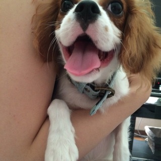 募集一旦中止します。