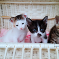 生後一ヶ月の珍しい折れ耳の白三毛と2兄妹