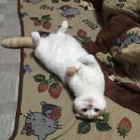 スコ太郎