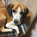 新しい里親になっていただける方を探しています
