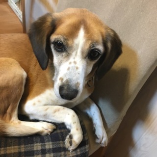 新しい里親になっていただける方を探しています