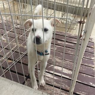 ラテくん♪ おかげ様で迎えていただけました