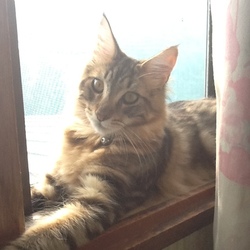 「江戸時代の拷問？」サムネイル2