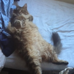 「江戸時代の拷問？」サムネイル3