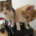茶トラ、三毛猫！！