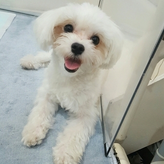 カワイイ盛りのマルチーズ１才♂（アガタ）