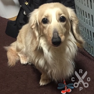 甘えん坊M.ダックス雄♂交渉中のため一旦〆切ます