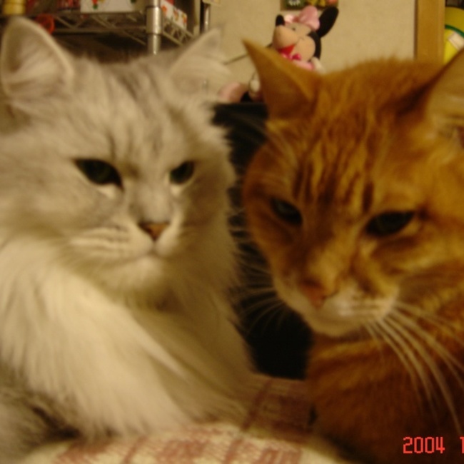 elisのカバー写真